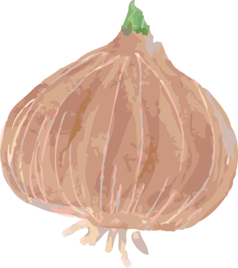 タマネギイラスト