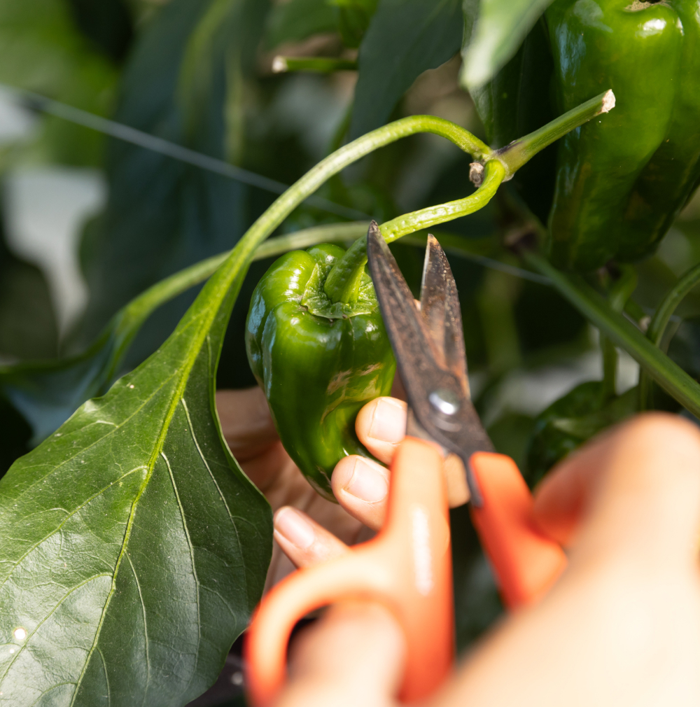 鋏を持つ手元の写真
