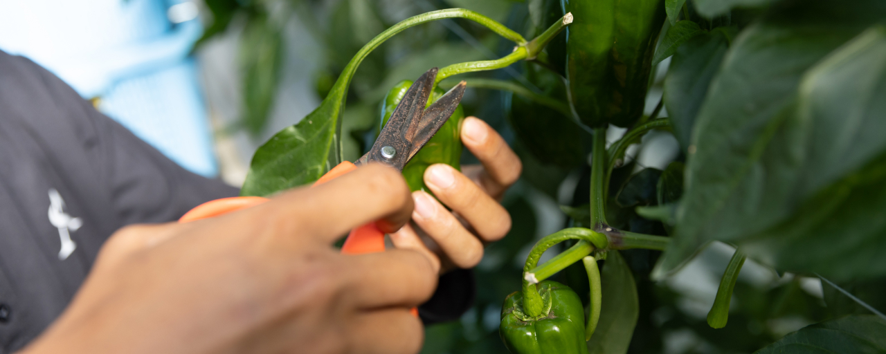 鋏を持つ手の写真