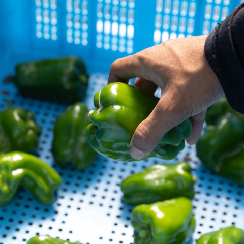 ピーマンを取る手の写真