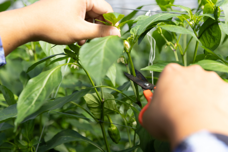 農作業をする手元の写真